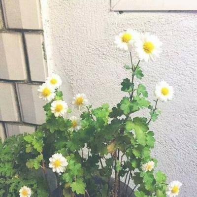 主宰无双手游百度版下载